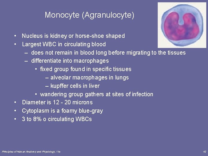Monocyte (Agranulocyte) • Nucleus is kidney or horse-shoe shaped • Largest WBC in circulating