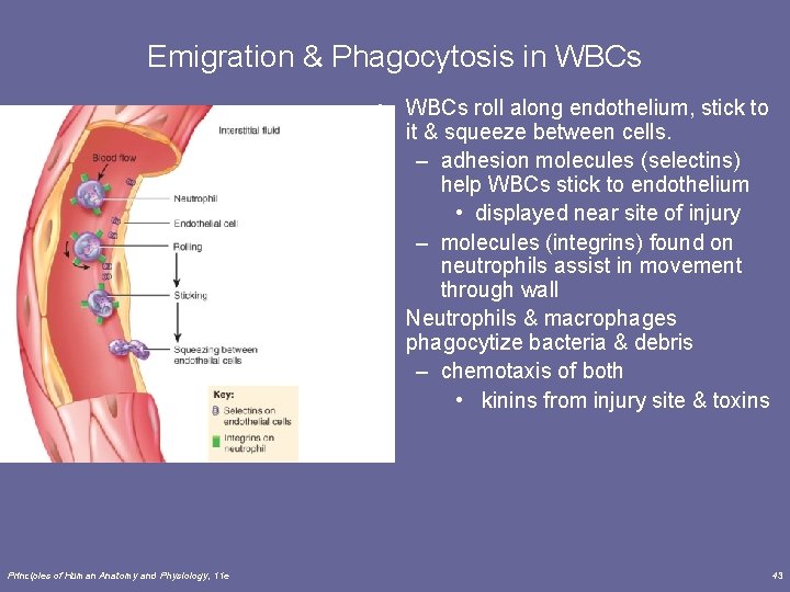 Emigration & Phagocytosis in WBCs • WBCs roll along endothelium, stick to it &
