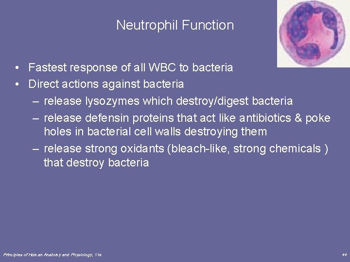 Neutrophil Function • Fastest response of all WBC to bacteria • Direct actions against
