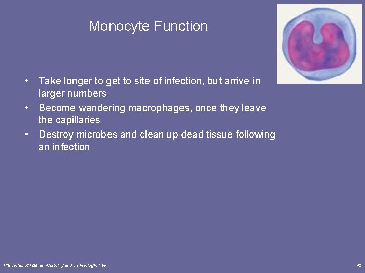 Monocyte Function • Take longer to get to site of infection, but arrive in
