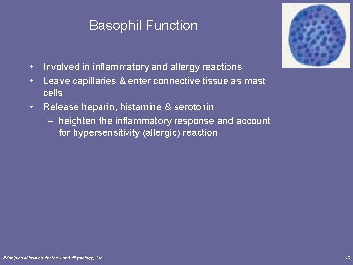 Basophil Function • Involved in inflammatory and allergy reactions • Leave capillaries & enter