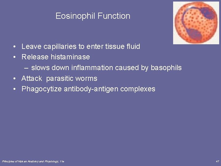Eosinophil Function • Leave capillaries to enter tissue fluid • Release histaminase – slows
