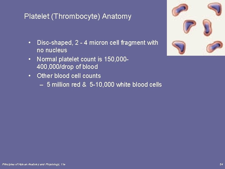 Platelet (Thrombocyte) Anatomy • Disc-shaped, 2 - 4 micron cell fragment with no nucleus