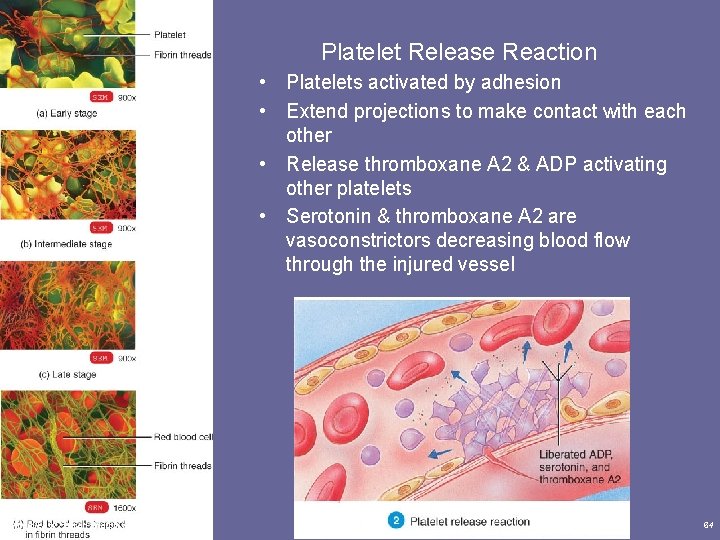 Platelet Release Reaction • Platelets activated by adhesion • Extend projections to make contact