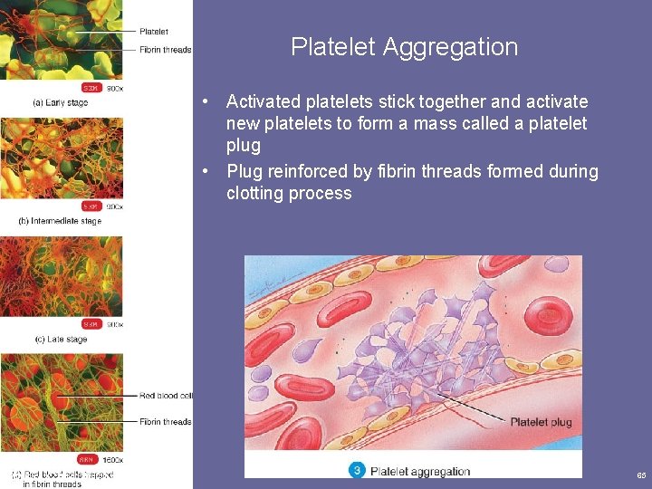 Platelet Aggregation • Activated platelets stick together and activate new platelets to form a
