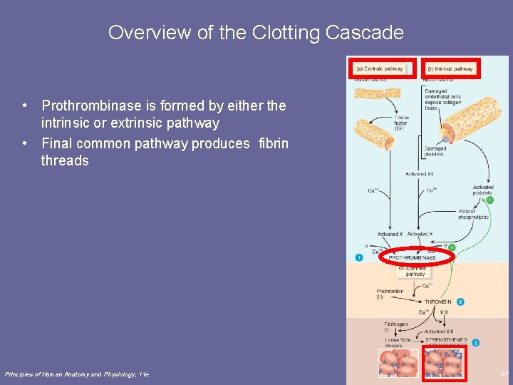 Overview of the Clotting Cascade • Prothrombinase is formed by either the intrinsic or