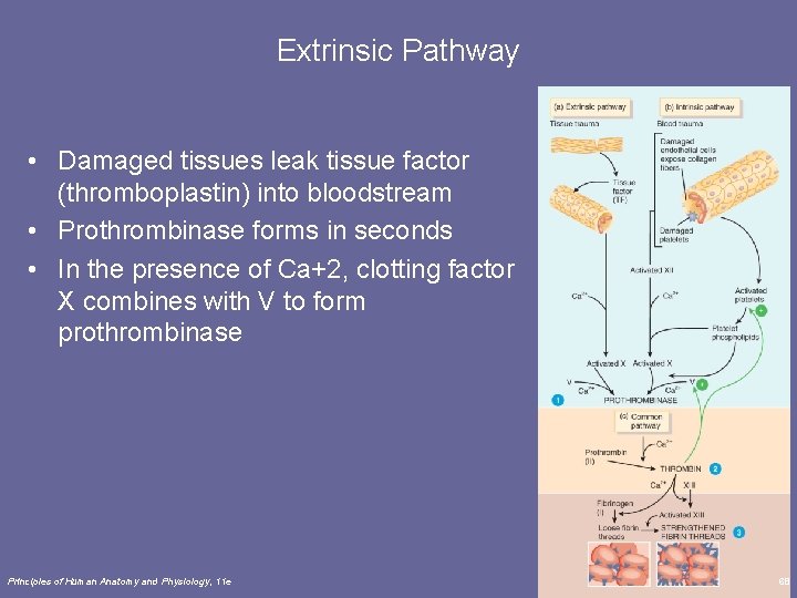 Extrinsic Pathway • Damaged tissues leak tissue factor (thromboplastin) into bloodstream • Prothrombinase forms