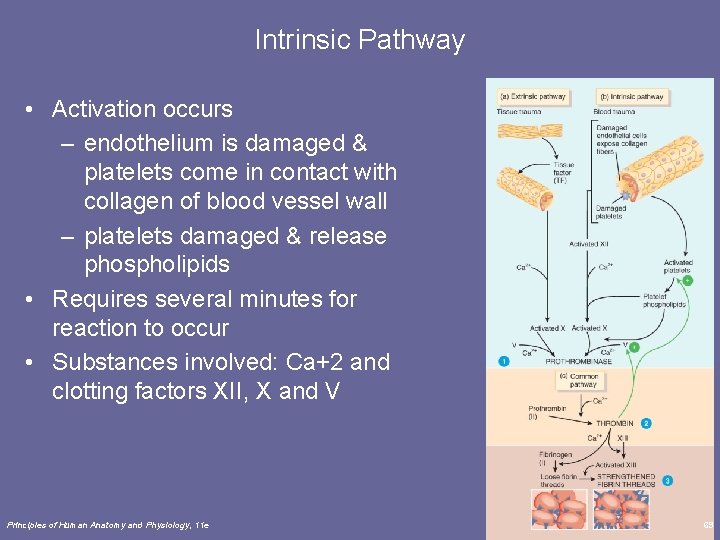 Intrinsic Pathway • Activation occurs – endothelium is damaged & platelets come in contact