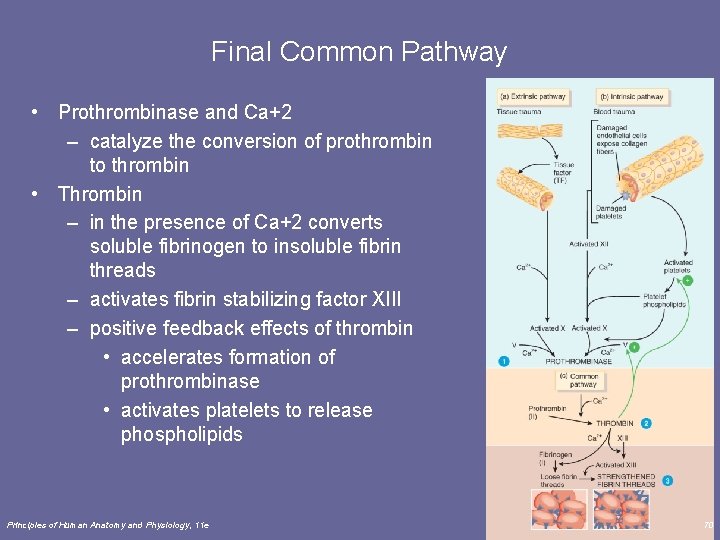 Final Common Pathway • Prothrombinase and Ca+2 – catalyze the conversion of prothrombin to