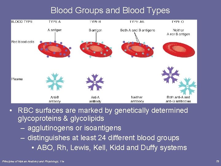 Blood Groups and Blood Types • RBC surfaces are marked by genetically determined glycoproteins