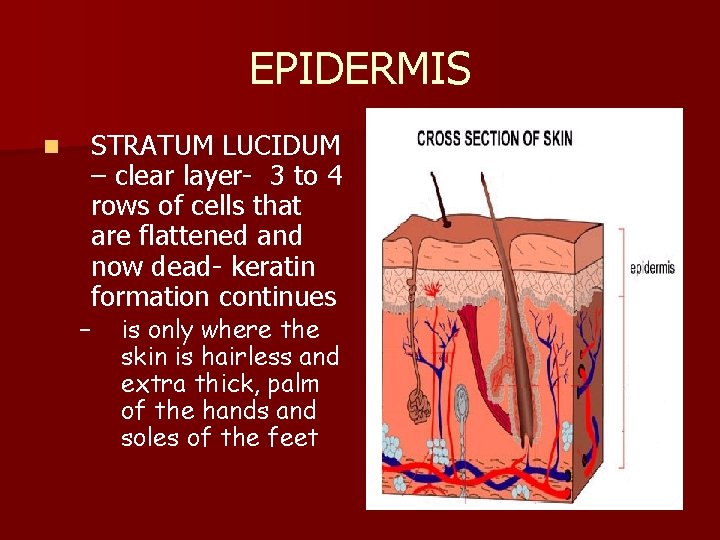 EPIDERMIS n STRATUM LUCIDUM – clear layer- 3 to 4 rows of cells that