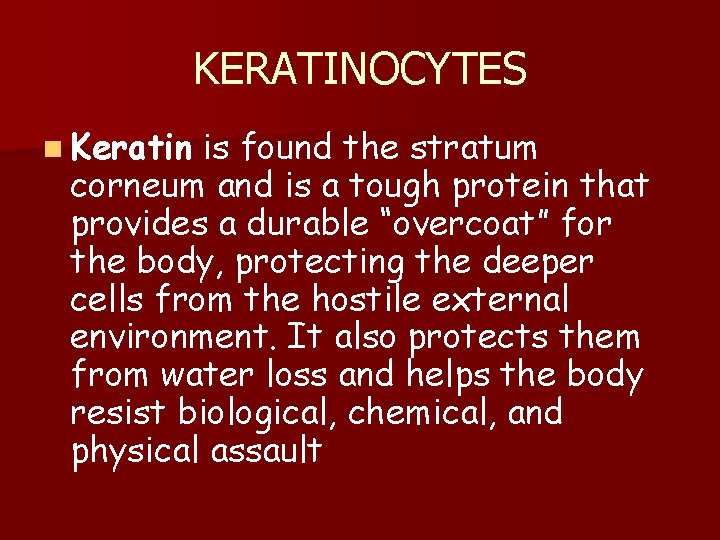 KERATINOCYTES n Keratin is found the stratum corneum and is a tough protein that