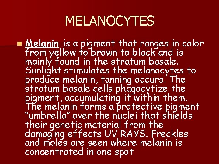 MELANOCYTES n Melanin is a pigment that ranges in color from yellow to brown