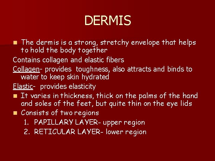 DERMIS The dermis is a strong, stretchy envelope that helps to hold the body