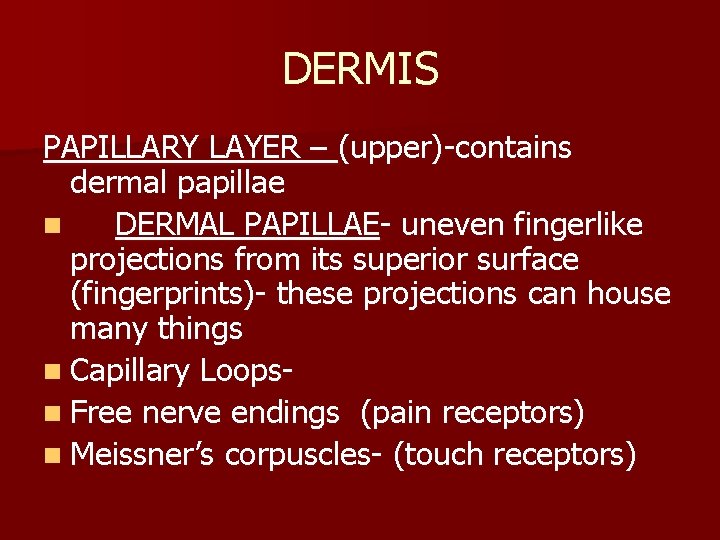 DERMIS PAPILLARY LAYER – (upper)-contains dermal papillae n DERMAL PAPILLAE- uneven fingerlike projections from