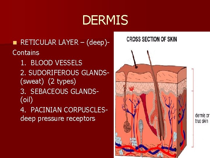 DERMIS RETICULAR LAYER – (deep)Contains 1. BLOOD VESSELS 2. SUDORIFEROUS GLANDS(sweat) (2 types) 3.