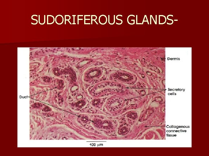 SUDORIFEROUS GLANDS- 