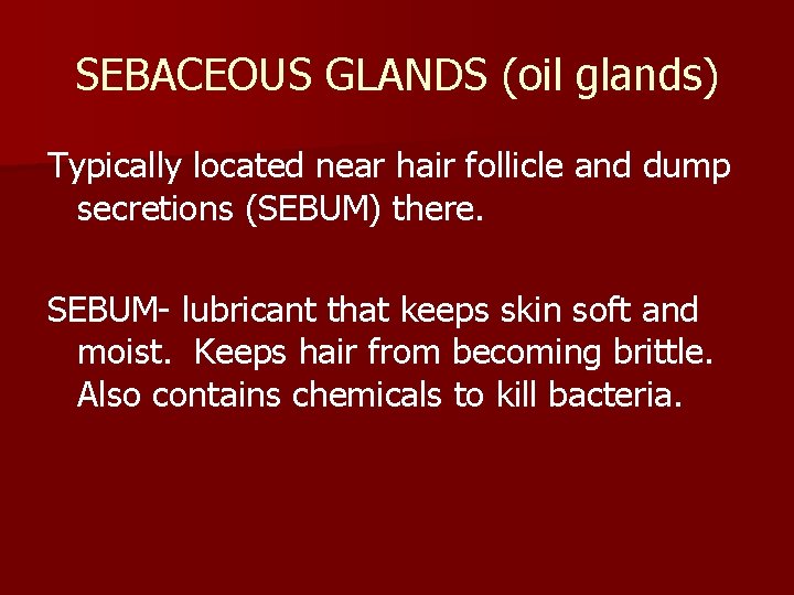 SEBACEOUS GLANDS (oil glands) Typically located near hair follicle and dump secretions (SEBUM) there.