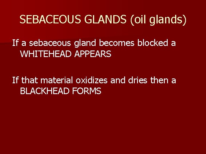 SEBACEOUS GLANDS (oil glands) If a sebaceous gland becomes blocked a WHITEHEAD APPEARS If