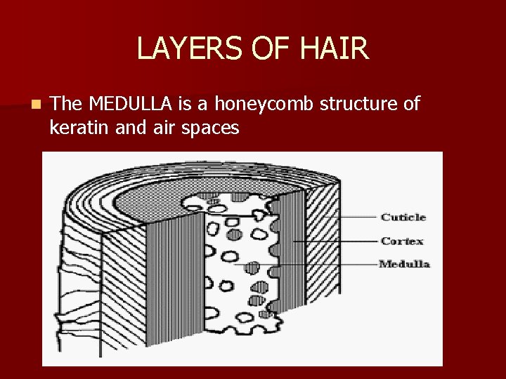 LAYERS OF HAIR n The MEDULLA is a honeycomb structure of keratin and air