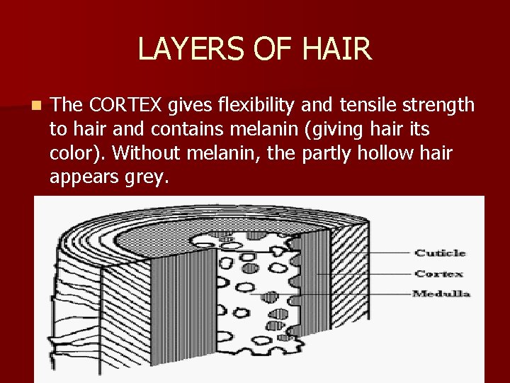 LAYERS OF HAIR n The CORTEX gives flexibility and tensile strength to hair and