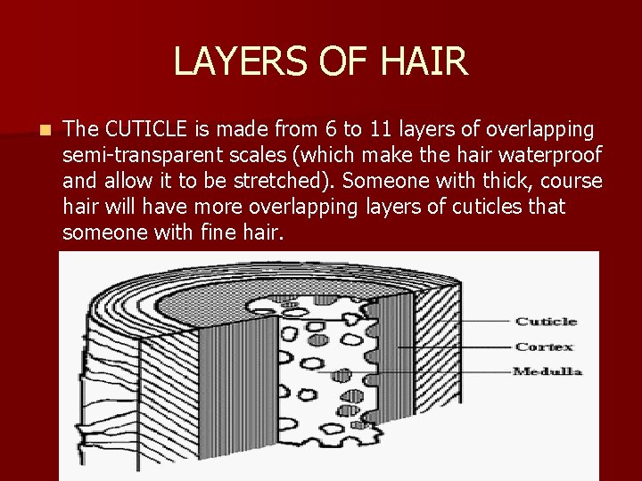 LAYERS OF HAIR n The CUTICLE is made from 6 to 11 layers of