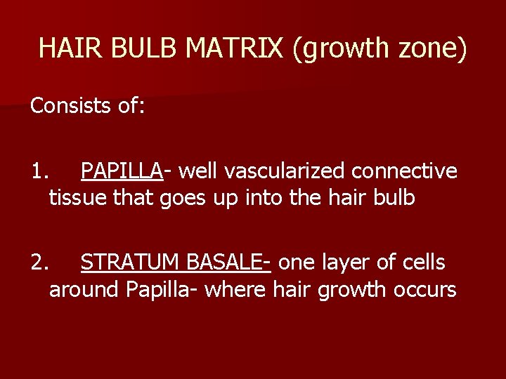 HAIR BULB MATRIX (growth zone) Consists of: 1. PAPILLA- well vascularized connective tissue that