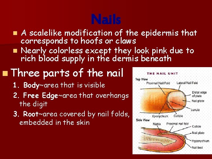 Nails A scalelike modification of the epidermis that corresponds to hoofs or claws n