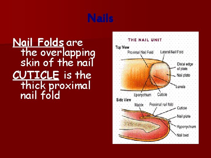 Nails Nail Folds are the overlapping skin of the nail CUTICLE is the thick