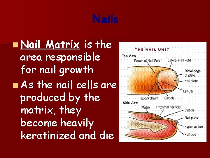 Nails n Nail Matrix is the area responsible for nail growth n As the