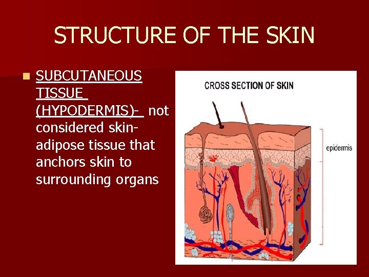 STRUCTURE OF THE SKIN n SUBCUTANEOUS TISSUE (HYPODERMIS)- not considered skinadipose tissue that anchors