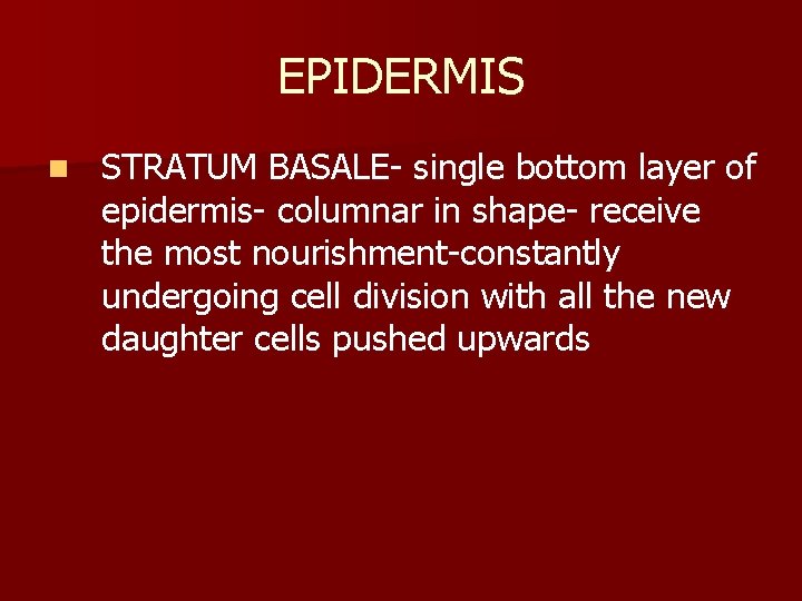 EPIDERMIS n STRATUM BASALE- single bottom layer of epidermis- columnar in shape- receive the
