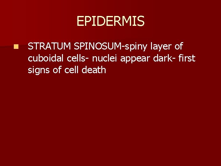 EPIDERMIS n STRATUM SPINOSUM-spiny layer of cuboidal cells- nuclei appear dark- first signs of