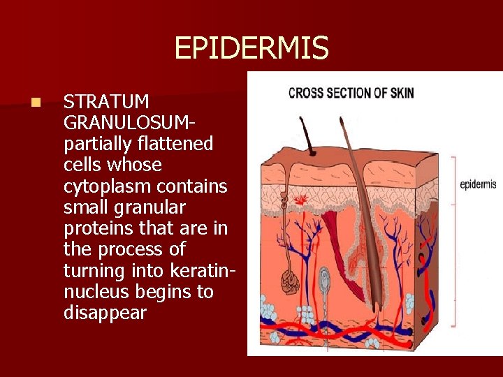 EPIDERMIS n STRATUM GRANULOSUMpartially flattened cells whose cytoplasm contains small granular proteins that are