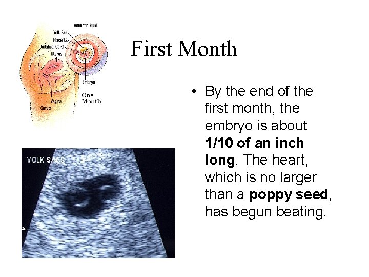 First Month • By the end of the first month, the embryo is about