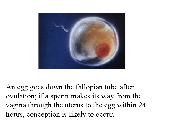 An egg goes down the fallopian tube after ovulation; if a sperm makes its