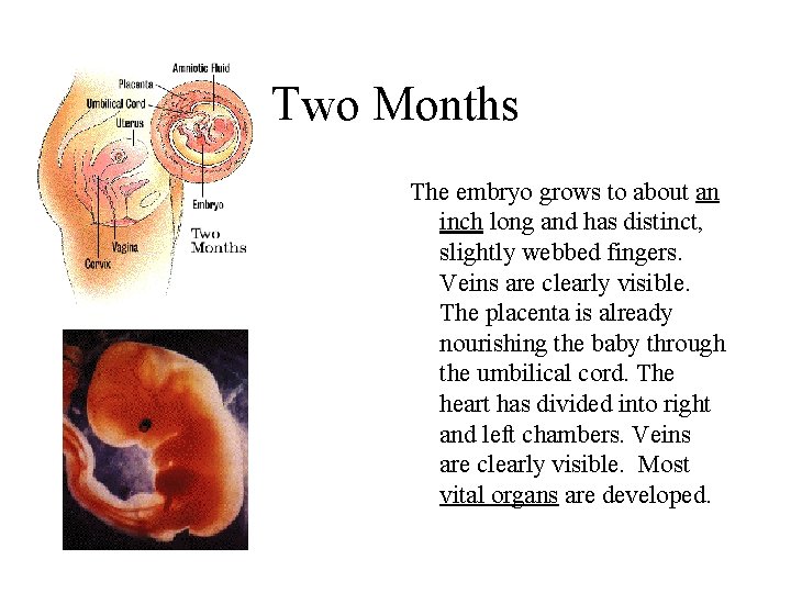 Two Months The embryo grows to about an inch long and has distinct, slightly