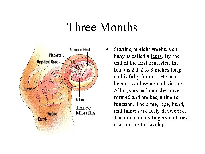 Three Months • Starting at eight weeks, your baby is called a fetus. By