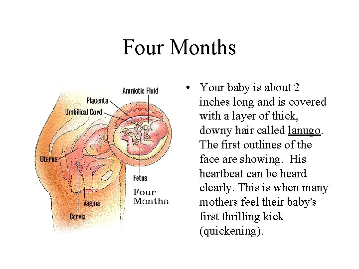 Four Months • Your baby is about 2 inches long and is covered with