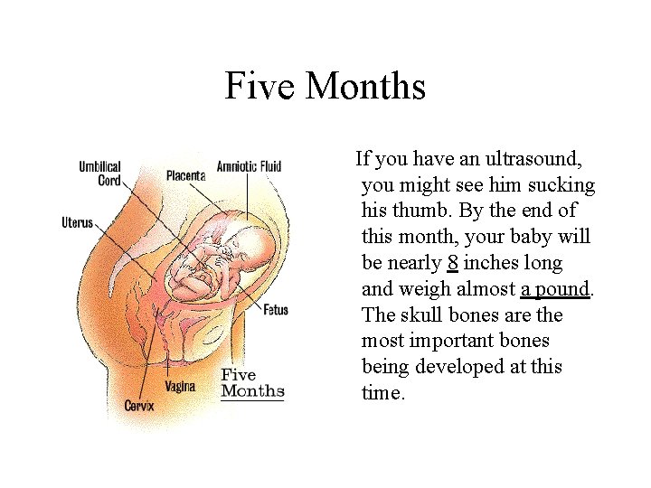 Five Months If you have an ultrasound, you might see him sucking his thumb.