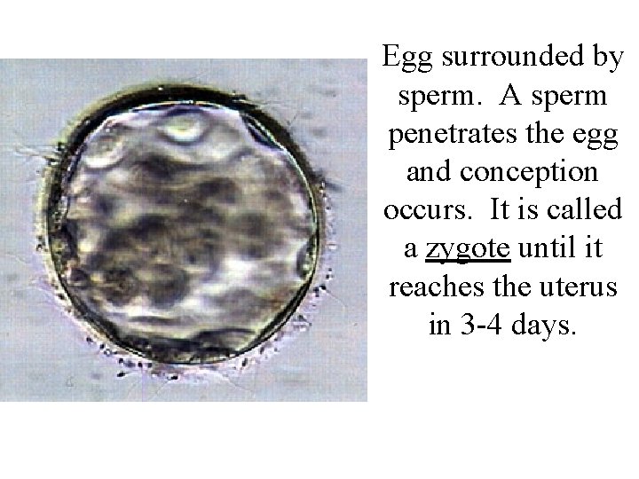 Egg surrounded by sperm. A sperm penetrates the egg and conception occurs. It is