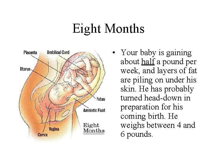 Eight Months • Your baby is gaining about half a pound per week, and