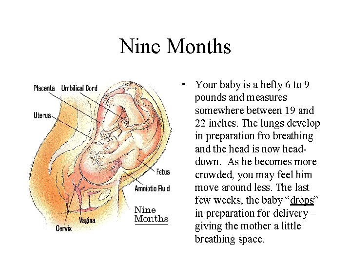 Nine Months • Your baby is a hefty 6 to 9 pounds and measures