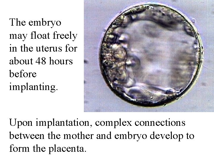 The embryo may float freely in the uterus for about 48 hours before implanting.