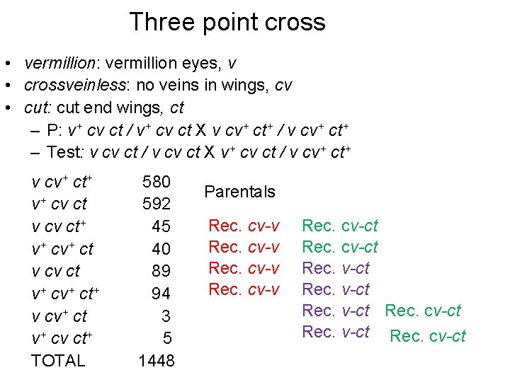 Three point cross • vermillion: vermillion eyes, v • crossveinless: no veins in wings,