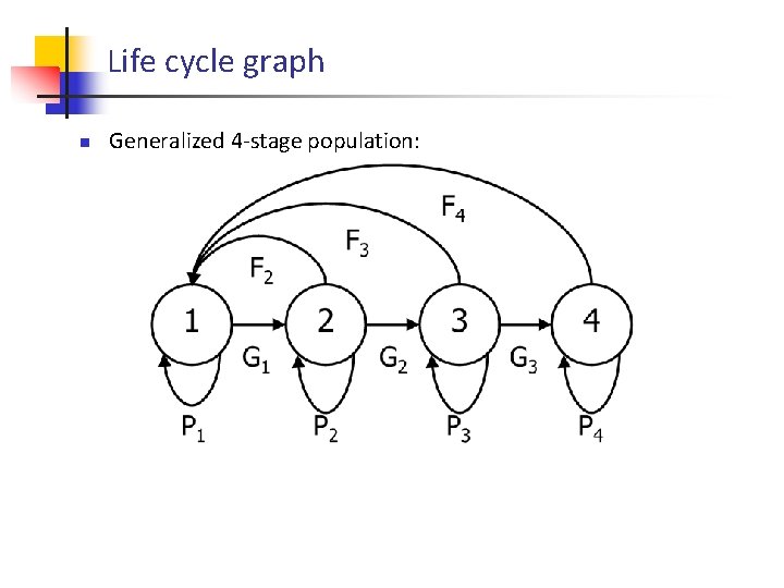 Life cycle graph n Generalized 4 -stage population: 