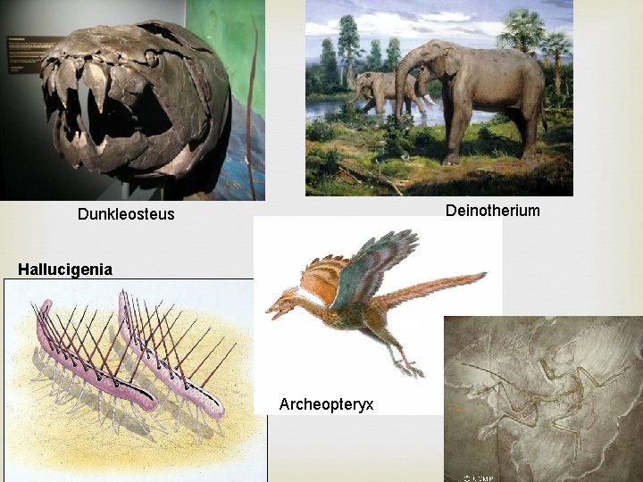 Deinotherium Dunkleosteus Hallucigenia Archeopteryx 