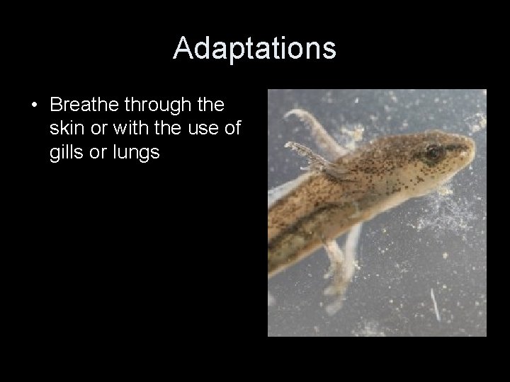 Adaptations • Breathe through the skin or with the use of gills or lungs
