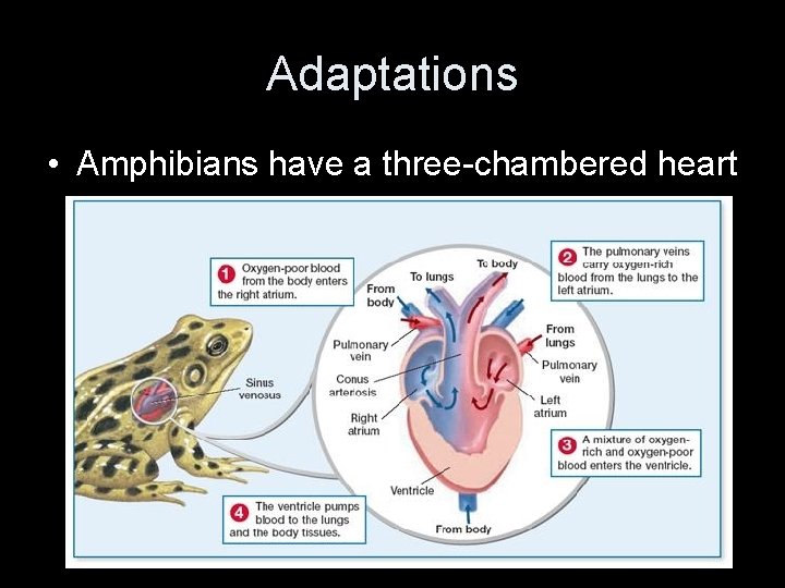 Adaptations • Amphibians have a three-chambered heart 
