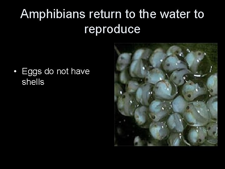 Amphibians return to the water to reproduce • Eggs do not have shells 